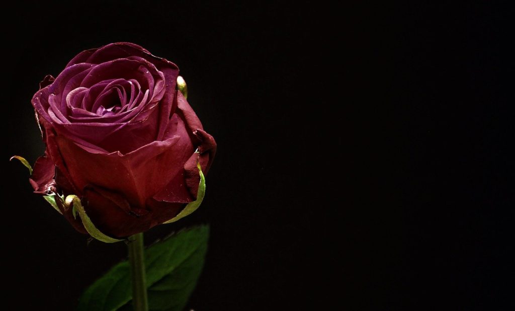 rose-1460766_1280